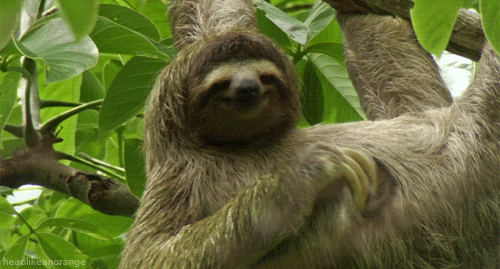 sloth itch